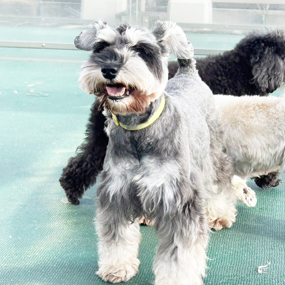 生徒が撮影したモデル犬③